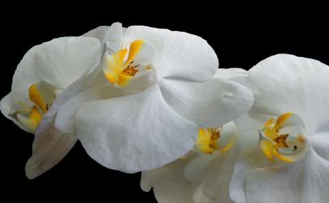 White orchids on a black background 스톡 사진