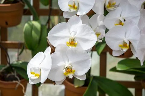 White Orchids in Bloom 写真素材