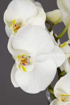 White orchids - close up Stock Photos