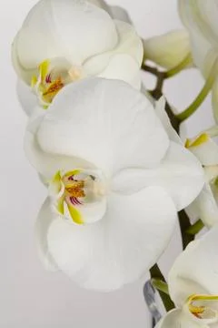 White orchids - close up Stock Photos