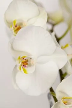 White orchids - close up Stock Photos