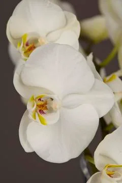 White orchids - close up Stock Photos