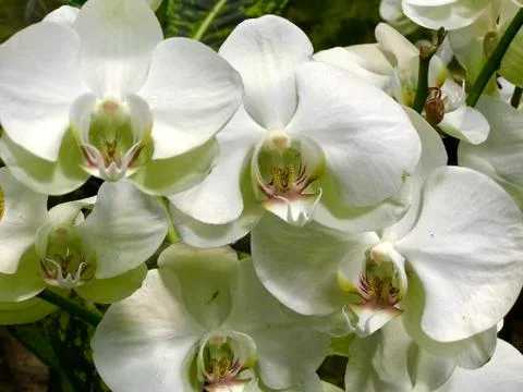 White orchids, close up Stock-Fotos