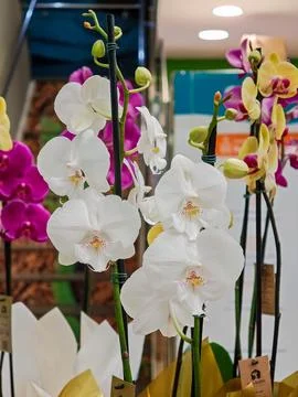 White Orchids on Display Stock Photos