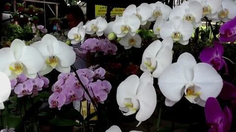 White Orchids Stock Footage 8508419