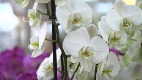 White orchids Stock Footage 137863091
