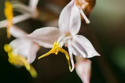 White orchids in the forest Stock Photos