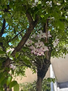 White Orchids on Green Tree Stock Photos