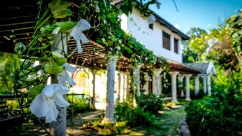 White orchids hanging down in front of an old villa in colonial style Stock Photos