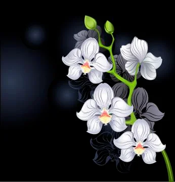 White orchids Stock Illustration