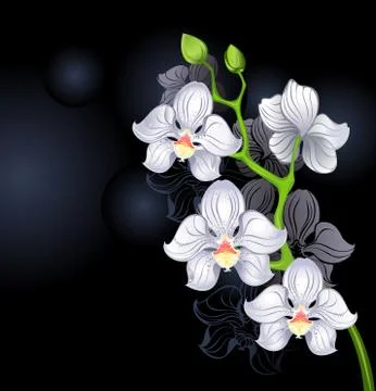 White Orchids Stock Illustration