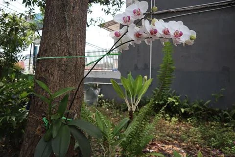 White orchids on one branch Stock Photos