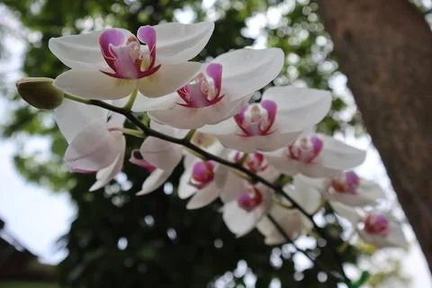 White orchids on one branch Stock Photos