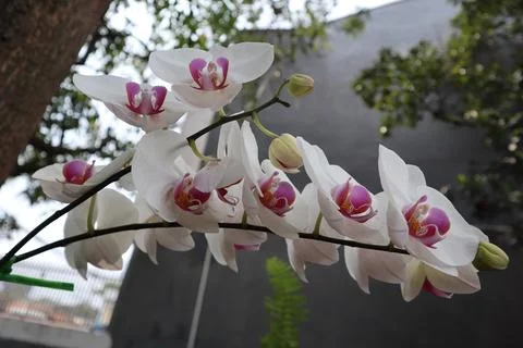 White orchids on one branch Stock Photos