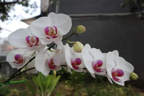 White orchids on one branch Stock Photos