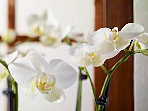 White orchids Stock Photos