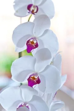 White orchids Stock Photos
