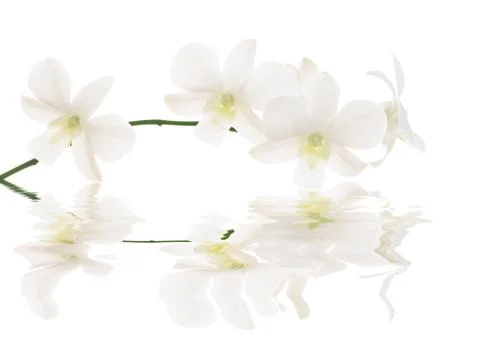 White orchids Stock Photos