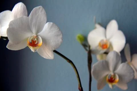 White orchids Foto stock