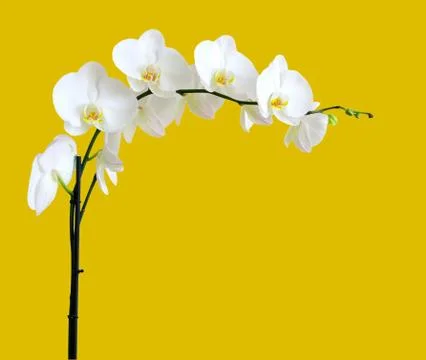 White orchids Stock-Fotos
