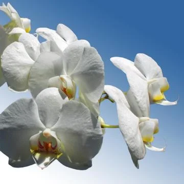 White Orchids Stock Photos