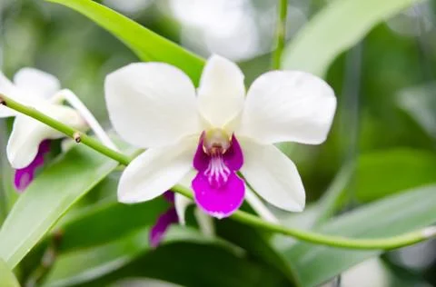 White orchids 스톡 사진