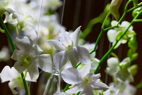 White orchids Stock Photos