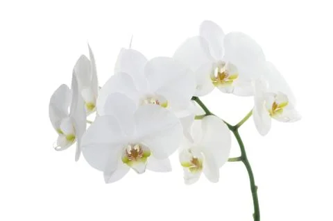 White orchids Stock Photos