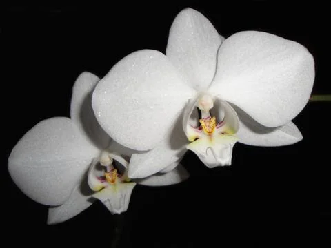 White orchids Stockfoto's