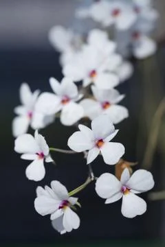 White orchids Foto stock