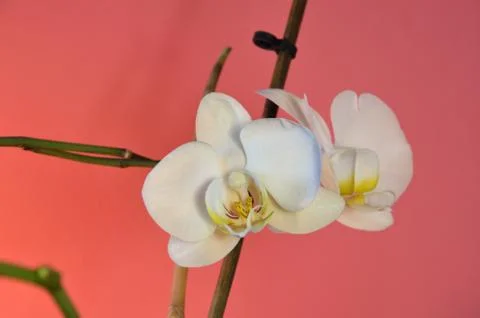 White orchids Stock Photos