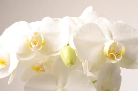 White orchids Stock Photos