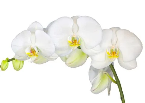 White Orchids Stock Photos