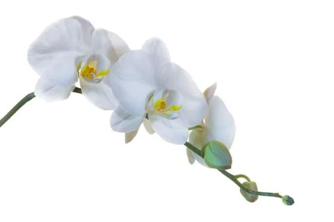 White Orchids Stock Photos