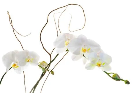White Orchids Stock Photos
