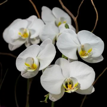 White Orchids Stock Photos