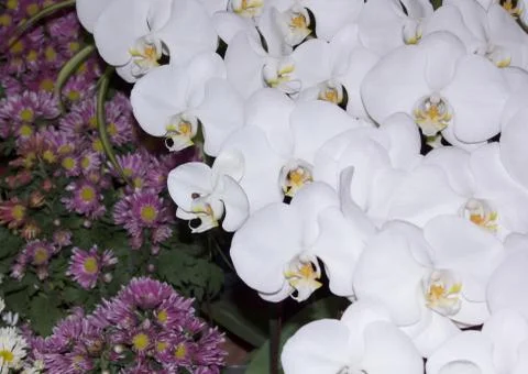 White orchids Stock Photos