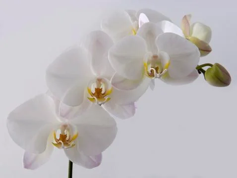 White Orchids Stock Photos