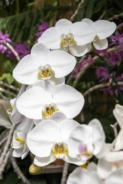 White Orchids  Stock Photos