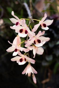 White orchids with pink Stock Photos