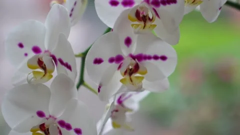 White Orchids with Purple Spots Video stock 197140897