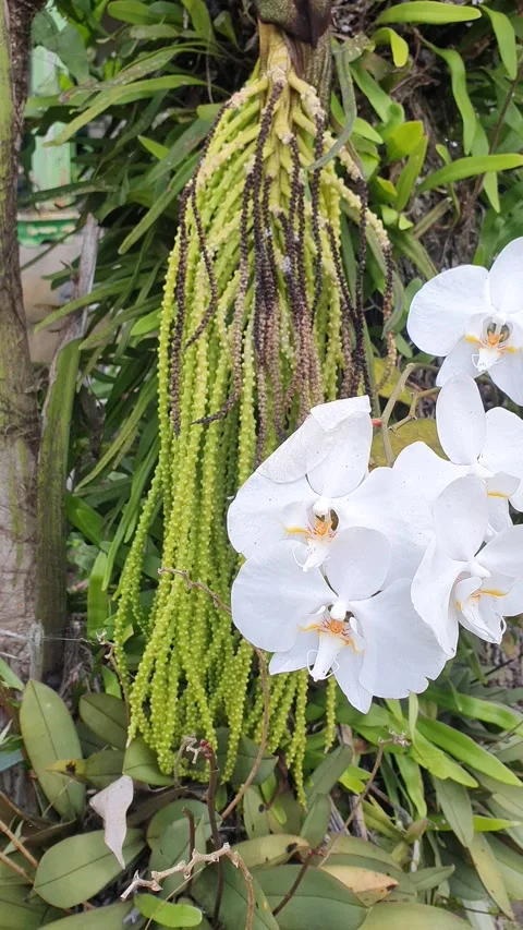White orchids in the yard Vidéo 336034904
