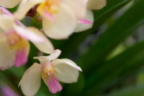 White orchids(vanda) Stock Photos