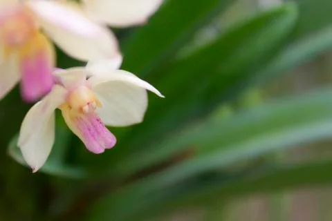 White orchids(vanda) Foto stock