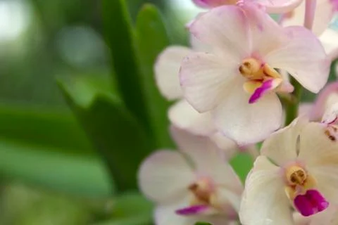 White orchids(vanda) Stock Photos