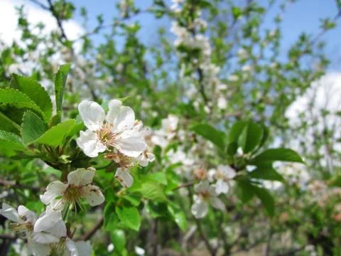 White oriental cherry Stock Photos