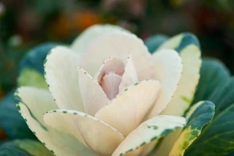 White Ornamental Cabbage Stock-Fotos