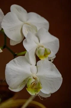 A white orquidea with brown background Stock Photos