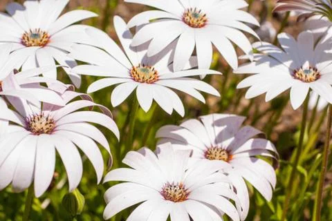 White osteospermum Stock Photos