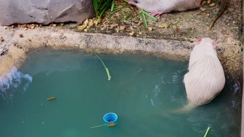 White Otter itching its face in small pond. Stockbeeldmateriaal 249924241